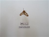 藏品(斑腹鹿蛾)的圖片